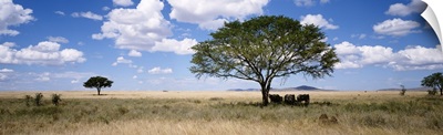 Africa, Kenya, elephants