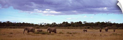 Africa, Kenya, Masai Mara National Reserve, Elephants in national park