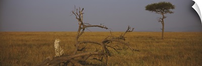 African cheetah (Acinonyx jubatus jubatus) sitting on a fallen tree, Masai Mara National Reserve, Kenya