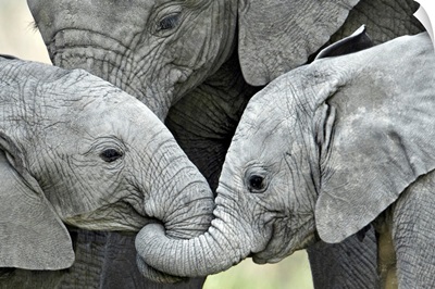 African elephant calves (Loxodonta africana) holding trunks, Tanzania