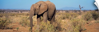African Elephant Samburu Kenya