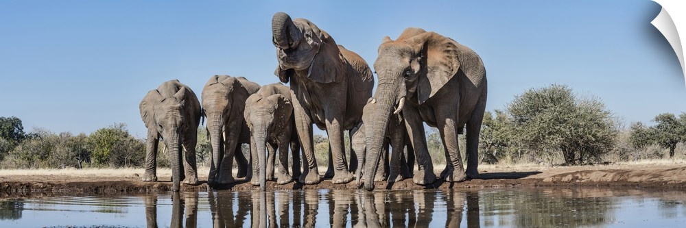 African Elephants at waterhole, Mashatu Game Reserve, Botswana.