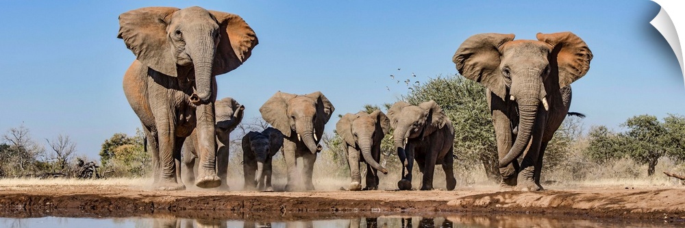 African Elephants running to waterhole, Mashatu Game Reserve, Botswana.