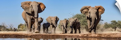 African Elephants running to waterhole, Mashatu Game Reserve, Botswana