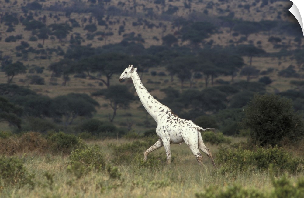 Large photo print on canvas of a white Giraffe walking through a field.