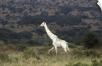 Albino Giraffes