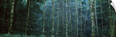 Alders among the redwoods, Mendocino County, California