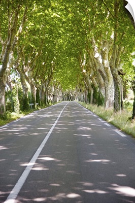 Allee of trees, St.-Remy-De-Provence, France