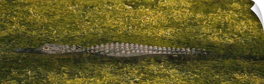 Alligator flowing in a canal, Big Cypress Swamp National Preserve, Tamiami, Ochopee, Florida