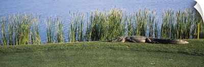 Alligator resting on a golf course, Kiawah Island, Charleston County, South Carolina