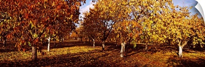 Almond Trees during autumn in an orchard, California