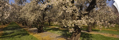 Almond trees in a park, Sacramento Valley, California