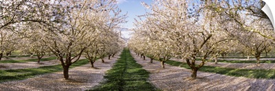 Almond trees in an orchard, Central Valley, California,
