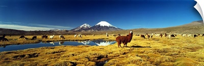 Alpacas & Llamas Andes Chile