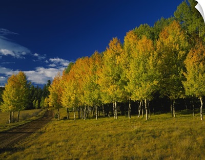 American Aspen trees in a forest, Terry Flat Loop, Apache-Sitgreaves National Forest, Arizona