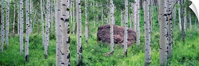 American aspen trees in the forest, White River National Forest, Colorado