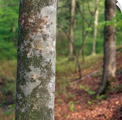 American beech tree trunk, selective focus, Kistachie National Forest, Louisiana