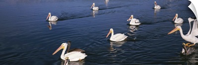American White pelicans Pelecanus erythrorhynchos in a lake Florida