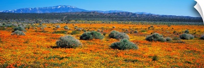 Antelope Valley CA