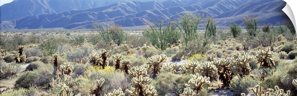 Anza Borrego Desert State Park CA