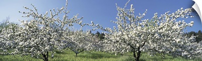 Apple Blossom Trees Norway