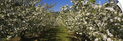 Apple orchard in bloom, Peshastin, Chelan County, Washington State