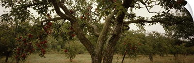 Apple trees in an orchard, Sebastopol, Sonoma County, California