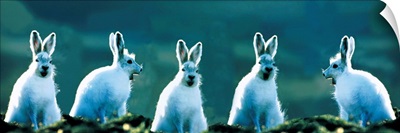 Arctic Hares (concept) Ellesmere Isl Canada