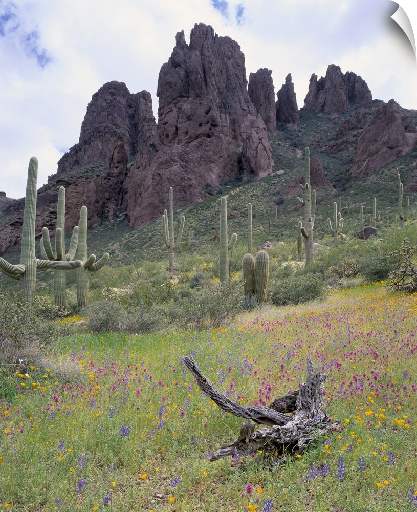 Arizona, Organ Pipe Cactus National Monument, Cactus and wildflowers in a landscape