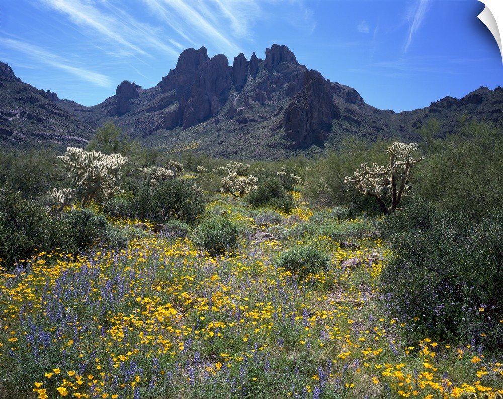 This is a nearly square landscape photograph of a desert meadow filled with flowers, and a unique rock formation in the ba...