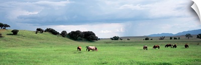 Arizona, San Rafael Valley, horses grazing