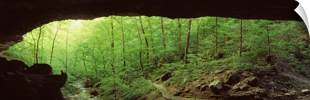 Wide angle photograph of a bright green forest of trees and foliage, taken from the inside of Cobb Cave in the Lost Valley...