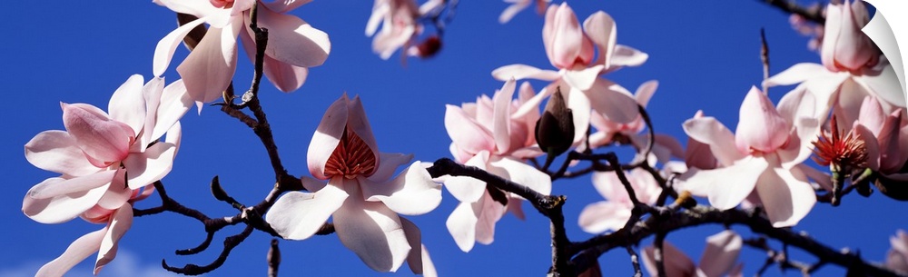 Panoramic photograph taken of a branch of magnolia blossoms against a clear blue sky.