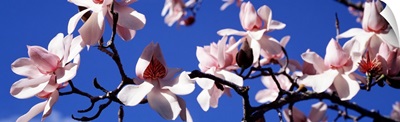 Asian Magnolia Blossoms CA