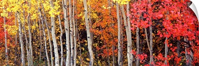 Aspen and Black Hawthorn trees in a forest, Grand Teton National Park, Wyoming