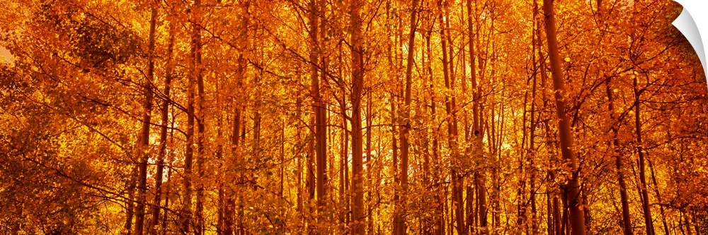 Giant, panoramic photograph of a dense forest of aspen trees with fall foliage.  The sun rising through the trees gives th...