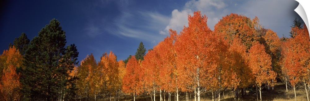 Large landscape photograph of vibrant fall colored aspen trees beneath a blue sky with wispy white clouds, on Boulder Moun...