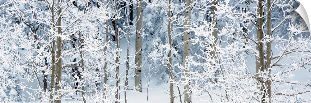 Panoramic photographs displays a forest scattered with trees that are covered in snow.