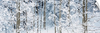 Aspen trees covered with snow, Taos County, New Mexico