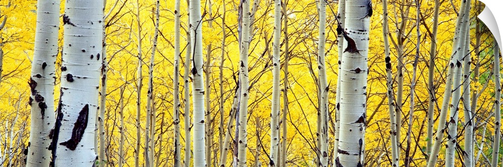 A panoramic photograph of deciduous trees with autumn foliage.