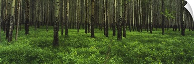 Aspen trees in a forest, Banff National Park, Alberta, Canada
