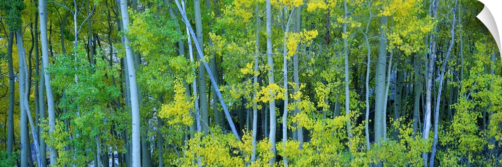 Forest of Aspen trees just beginning to turn yellow as Fall approaches.