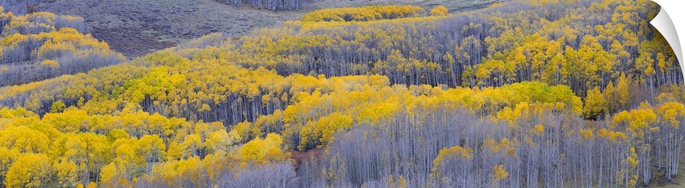 Aspen trees in a forest, Boulder Mountain, Utah, USA.