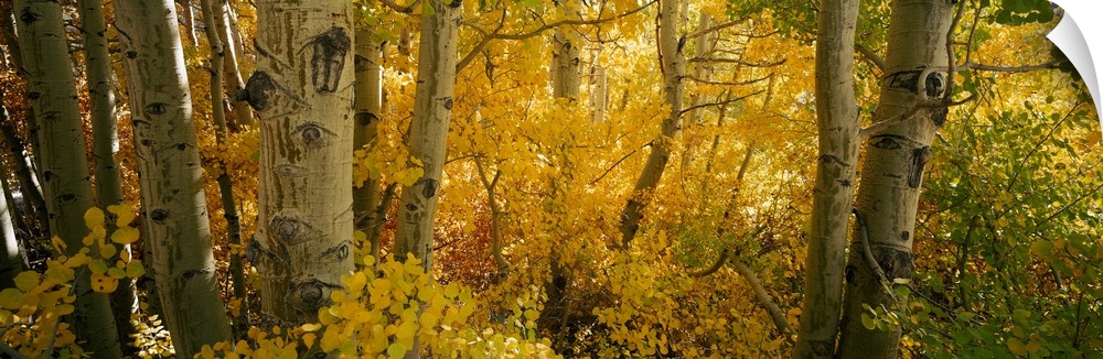 This nature photograph comes on a panoramic shaped wall decoration is a close up of tree trunks in a forest around autumn.