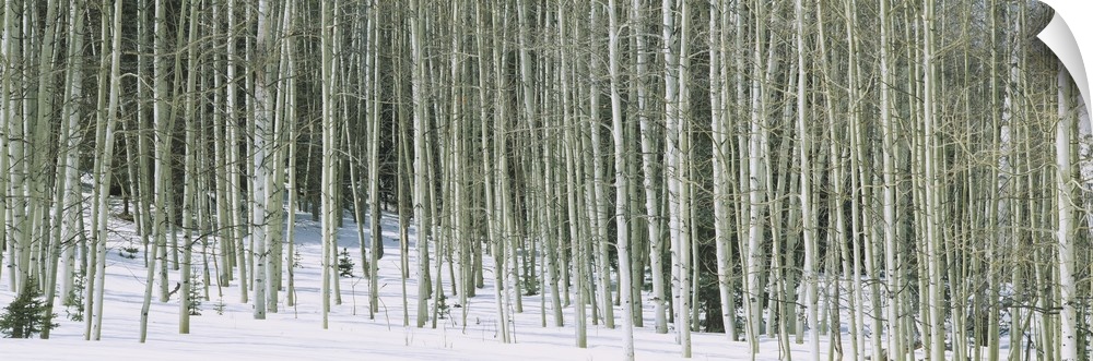 Panoramic image of stark aspen trees in the snow in winter in Chama, New Mexico.