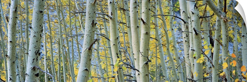 Panoramic photograph shows a woodland in the Western United States that is densely filled with thin trees.