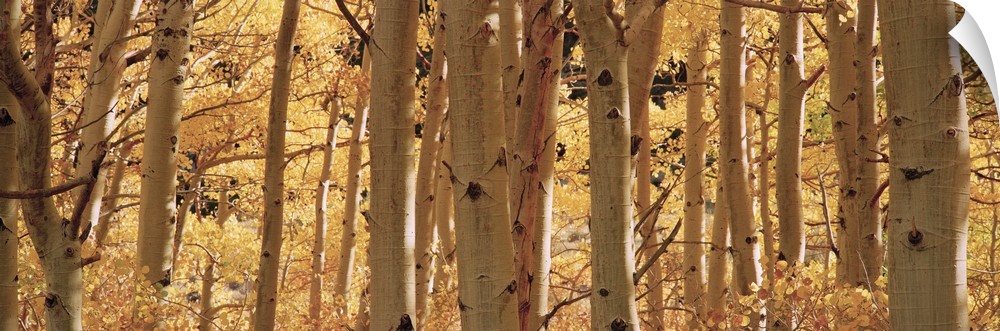 Wide angle photograph of a dense forest of aspen trees surrounded by golden fall foliage, in Rock Creek Lake, California.