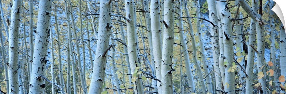Panoramic photograph of forest filled with tall bare, lightly colored tree barks.
