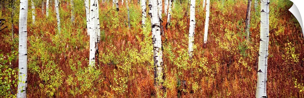 Panoramic photograph of birch trees in forest surrounded by autumn foliage.