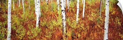 Aspen trees in a forest, Shadow Mountain, Grand Teton National Park, Wyoming